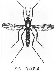 文件:白纹伊蚊.jpg
