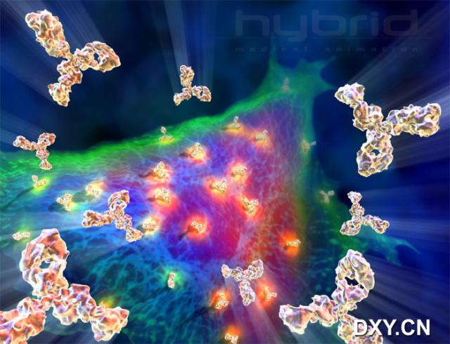 单克隆抗体正在接进癌细胞