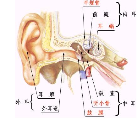 耳的结构.jpg