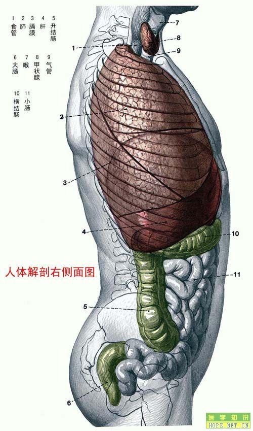 人体解剖右侧面图