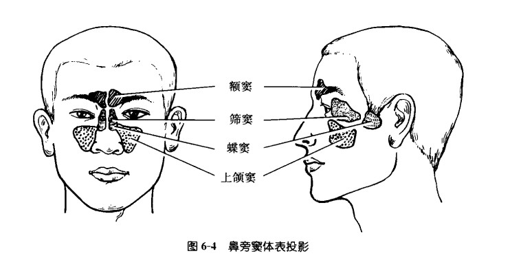 鼻旁窦投影.jpg