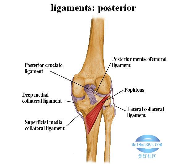文件:膝关节韧带后面观.jpg