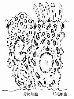 终末细支气管上皮细胞超微结构模式图