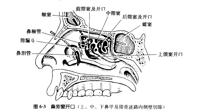 鼻旁窦开口.jpg