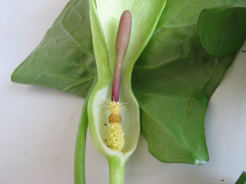 文件:Arum maculatum.jpg