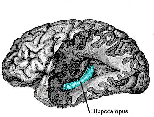 文件:Gray739-emphasizing-hippocampus.png