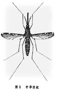 文件:中华按蚊.jpg