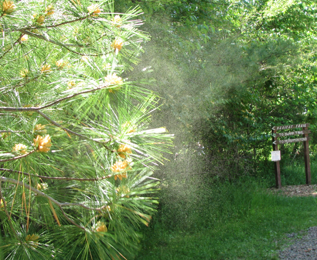 文件:Pollen from pine tree.jpg