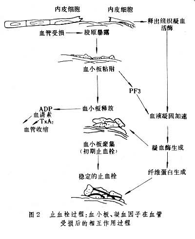 文件:止血栓作用过程.jpg