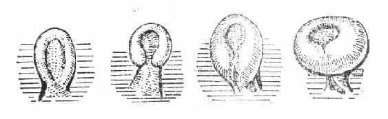 胚裂的形成与闭合