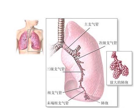 支气管.jpg