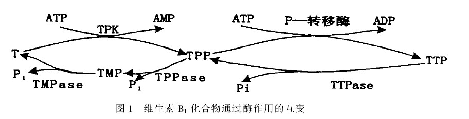 维生素B1转化图.jpg