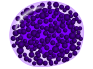 文件:Basophilic metamyelocyte.png
