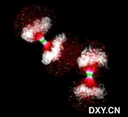 “海拉”癌细胞系