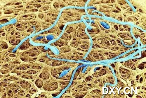 卵子表面的精子