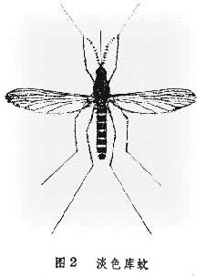 文件:淡色库蚊.jpg