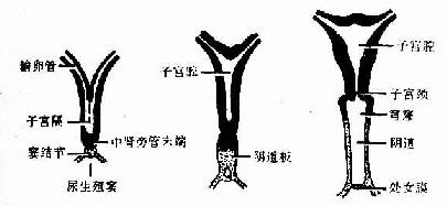 子宫和阴道的形成