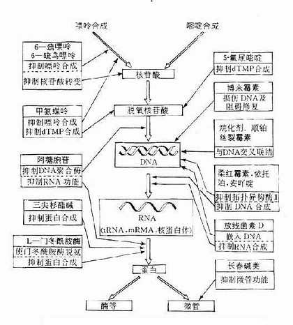 抗恶性肿瘤药的作用部位示意图