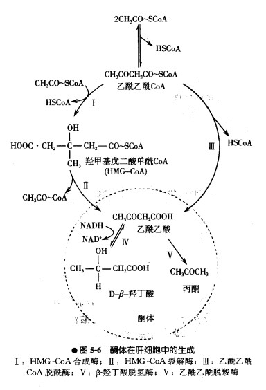 酮体合成.jpg
