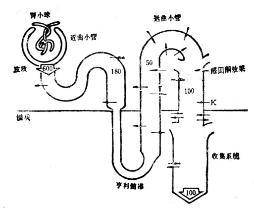 整个肾单位中钾浓度和钾运输的图解、数字为腔内K浓度，箭头表示运输方向