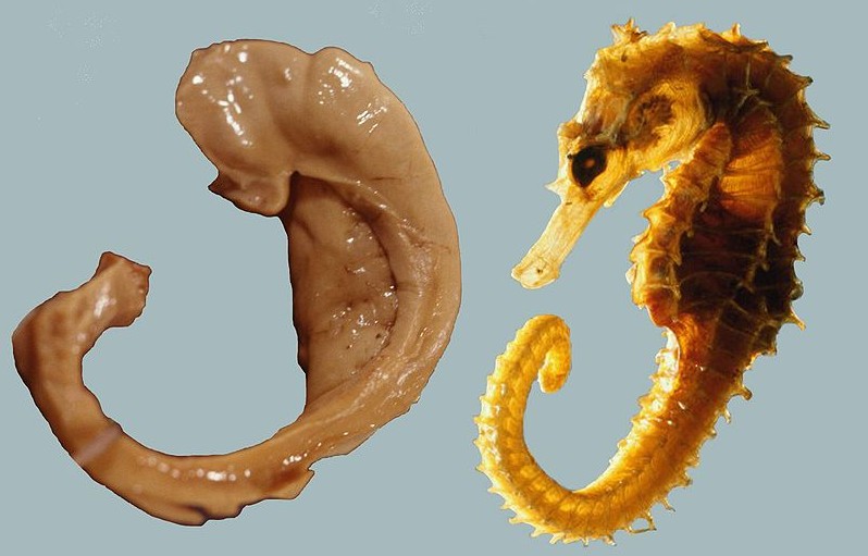 文件:Hippocampus and seahorse cropped.jpg