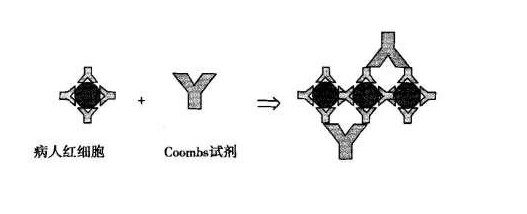 直接Coombs试验.jpg