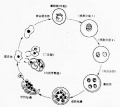 2014年1月18日 (六) 17:30的版本的缩略图