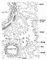 2014年1月18日 (六) 08:23的版本的缩略图