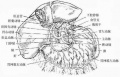 2014年1月18日 (六) 08:38的版本的缩略图