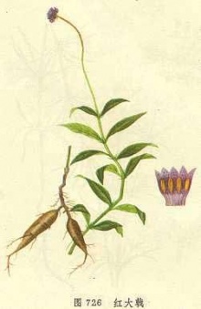 红大戟