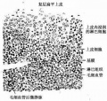 2014年1月18日 (六) 07:25的版本的缩略图