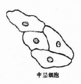 2014年1月18日 (六) 11:28的版本的缩略图