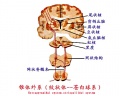 2014年1月18日 (六) 13:38的版本的缩略图
