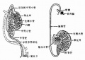 2014年1月18日 (六) 09:37的版本的缩略图