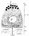 2014年1月18日 (六) 11:37的版本的缩略图