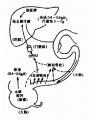 2014年1月18日 (六) 08:04的版本的缩略图