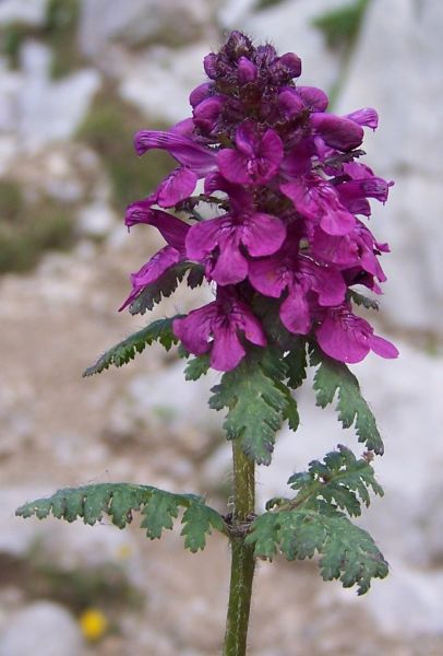 文件:Pedicularis verticillata a3.jpg