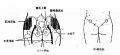 2014年1月18日 (六) 17:06的版本的缩略图