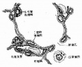 2014年1月18日 (六) 15:00的版本的缩略图