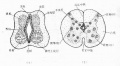 2014年1月18日 (六) 11:29的版本的缩略图