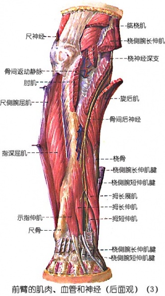 文件:Glmggx9t.jpg