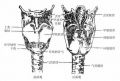 2014年1月18日 (六) 07:31的版本的缩略图