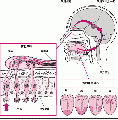 2014年1月19日 (日) 01:49的版本的缩略图