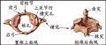 2014年1月18日 (六) 14:09的版本的缩略图