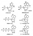 2014年1月18日 (六) 12:13的版本的缩略图