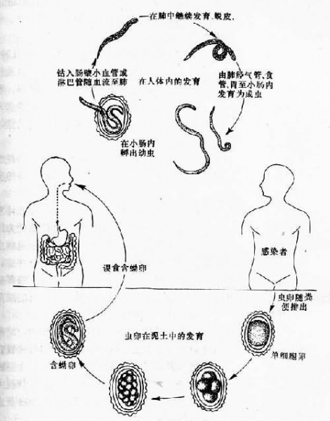 文件:Glew0m8p.jpg