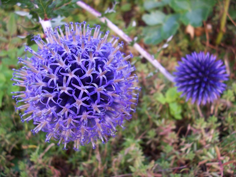 文件:Echinops Ain France.jpg