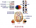 2014年1月18日 (六) 08:51的版本的缩略图