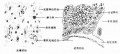 2014年1月18日 (六) 15:50的版本的缩略图