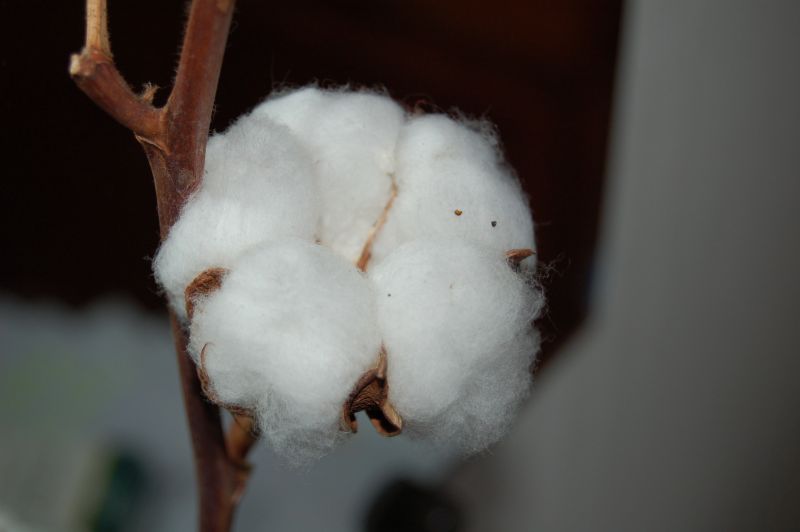 文件:Cotton.jpg